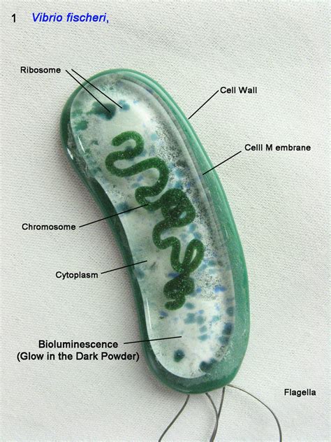 Vibrio Fischeri Bacterium By Trilobiteglassworks On Deviantart