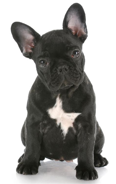 8 weeks old french bulldog female puppy posing. We'll Tell You What to Look for When Buying a Bulldog Puppy