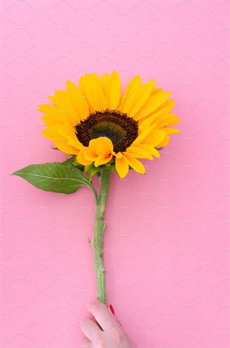 Sunflower Flower On Pink Background High Quality Nature Stock Photos