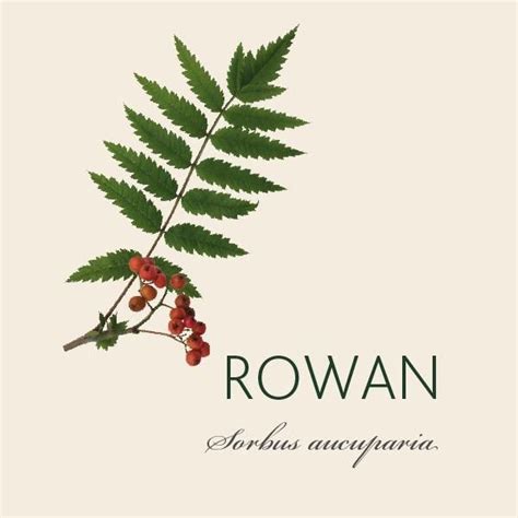 Every Rowan Tree Has A Story In 2020 Rowan Tree Tree Meanings Rowan