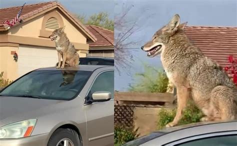 Video Sale De Su Casa Y Encuentra A Un Coyote Sentado Sobre Un Carro