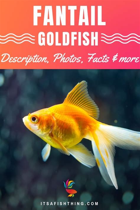 Goldfish Care Sheet Everything You Need To Know On One Page Goldfish