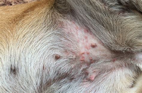 Whats Causing Your Dogs Belly Rash Petsyclopedia News
