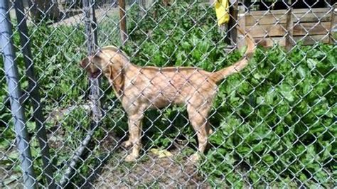 My sweet boy is up for stud to approved females $400 stud fee day of service. Bloodhound Puppies for Sale for Sale in Jackson, Kentucky ...