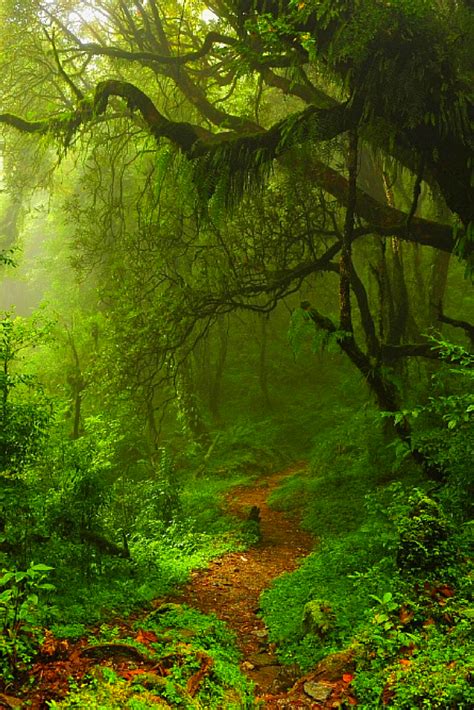 Inspiration To Travel Around The World Easy Planet Travel Forest