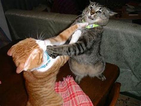 Most cats try to avoid fighting at all costs as it is not a good strategy for their survival, but sometimes a situation will escalate. Cat Injuries - Bites From Cats Fighting
