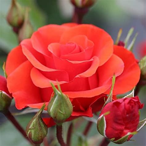 Rose Precious Love Floribunda Rose Rosa Hardy Shrub Orangered Semi