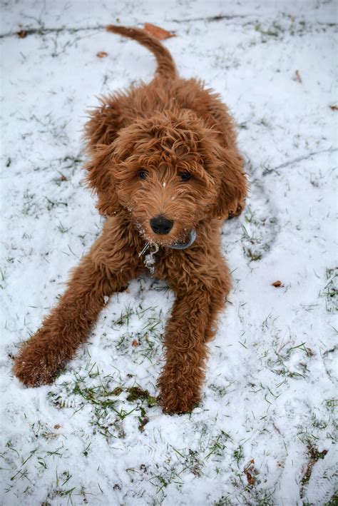 Red Petite Goldendoodle