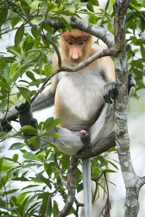 Juvenile Male Proboscis Monkey Stock Image C0154473 Science