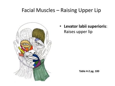 PPT - Muscles of Facial Expression Lecture #4 PowerPoint Presentation