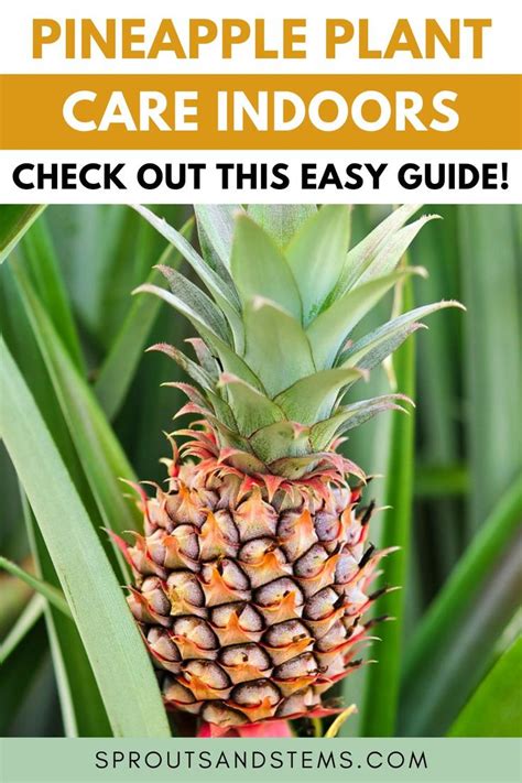 How To Easily Care For And Propagate Pineapple Plants Pineapple Plant