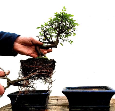 Why Is Repotting Bonsai Trees Important Everything Bonsai Related