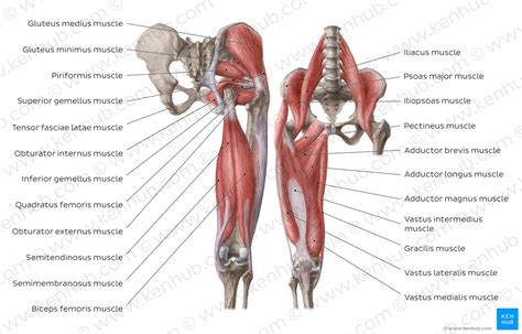 Hip Muscles Diagram Labeled Anatomical Diagram Showing A Front View Sexiz Pix