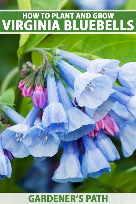 The Pink Buds And Blue Bell Shaped Flowers Of Virginia Bluebells Are A
