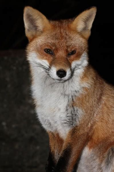 A Fox Photo Special Everything Is Permuted