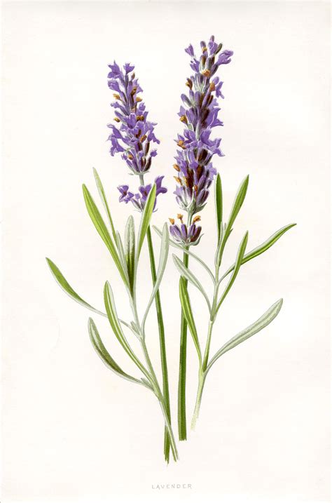Maybe you would like to learn more about one of these? Lavender-Botanical-Printable-GraphicsFairy - The Graphics ...