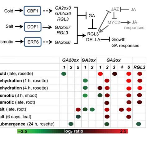 Pdf The Role Of Gibberellin Signaling In Plant Responses To Abiotic Stress
