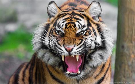 Mad Animal Tiger Wallpapers Desktop Background