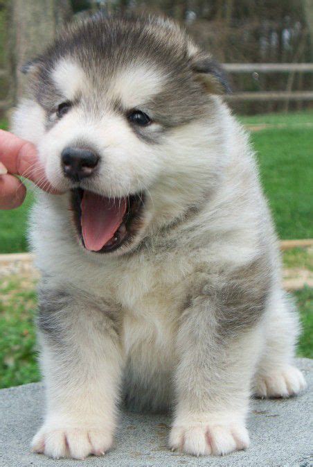 Alaskan Malamute Fluffy Husky Puppy Breed Pets Lovers