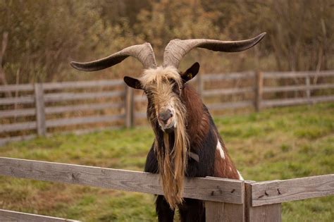 Animal World Horns Goat Buck Goat Animal Face 12 Inch By 18 Inch