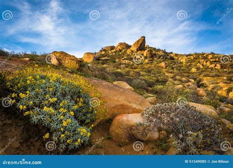 Flowers And Large Rocks At Mount Rubidoux Park Stock Image Image Of
