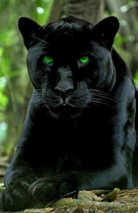 Claws A Mysterious Black Jaguar Is Terrorizing Up Country Maui By