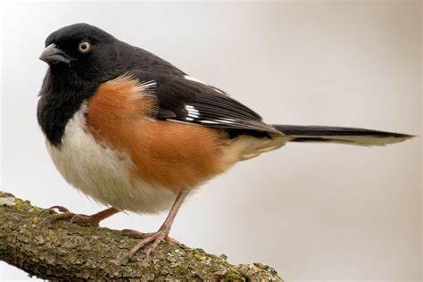 Eastern Towhee Species Profile And Characteristics