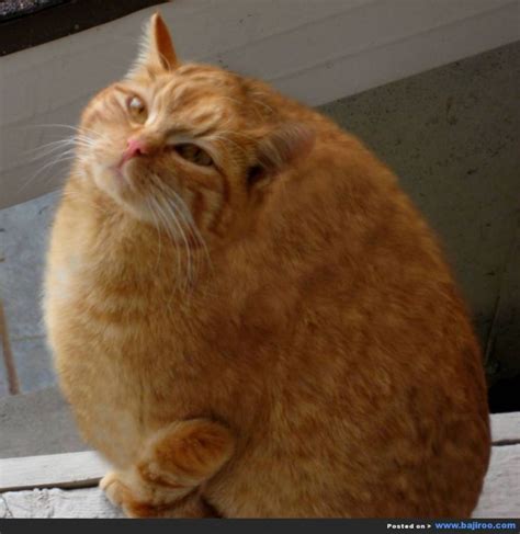 15 Fat Animals And Yet They Are Cute