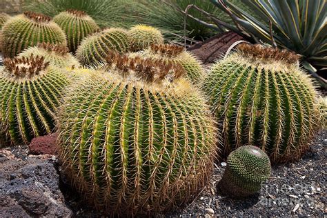 Golden Barrel Cactus Photograph By Jason O Watson
