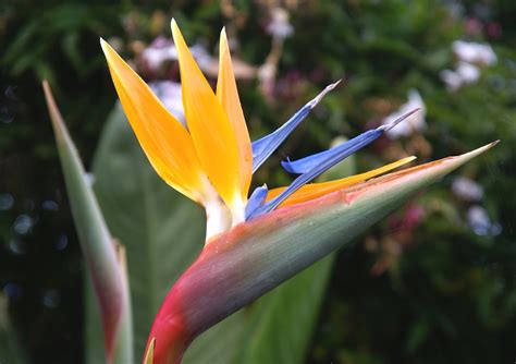 Bird Of Paradise Flower Free Stock Photo Freeimages