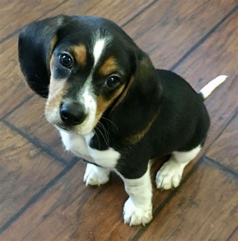 Stryker The Cutest Beagle Puppy At 8 Weeks Beagle Puppy Cute Beagles