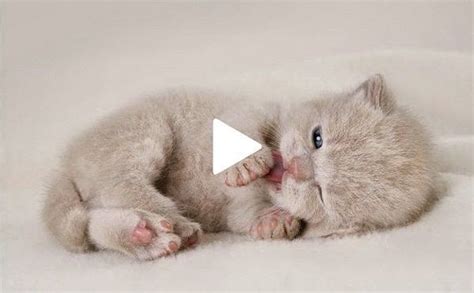 Video Cute Cats And Kittens Doing Funny Things 2019♥ 3 Funny Cat