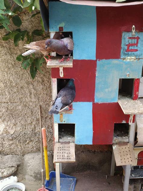 Jual Burung dara