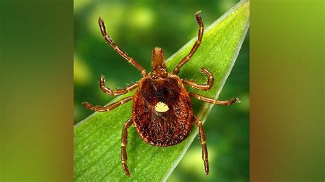 Cdc Warns Of Emerging Tick Bite Associated Meat Allergy Quality