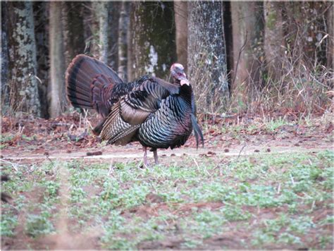 Sex‐specific Resource Use By Wild Turkeys In Response To Hunting