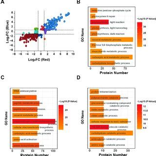 Gene Ontology Analyses Of Moso Bamboo Proteins Under Red Light And Blue