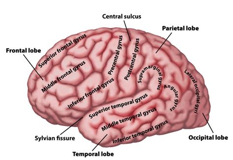 Brain Anatomy At Lagrange College Studyblue Brain Anatomy Human