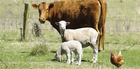 Sustainable Livestock Production With Good Animal Welfare And Health Rise