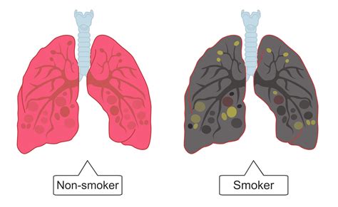 smoking and health worksheet from times tutorials