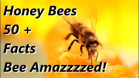 Honey Bee Facts Honey Bee Facts Bee Facts Honey Bee