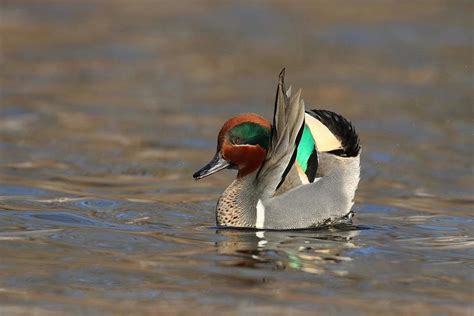 Green Winged Teal Courtship Photograph By Sue Feldberg Fine Art America