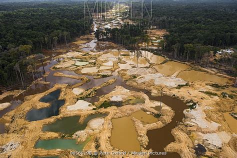 Minden Pictures Gold Mining In Rainforest Guyana
