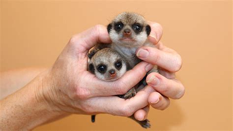 Cutest Baby Meerkats Cuteness Overflow