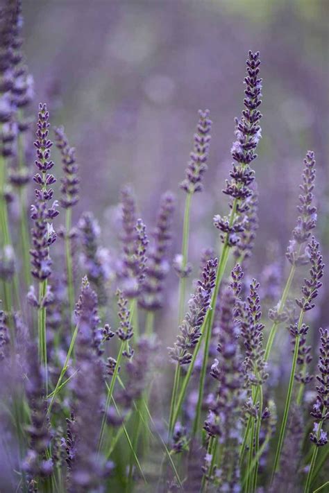 Lavender Gros Bleu Picture By Clare West