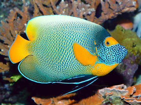 Pomacanthus Xanthometopon Blueface Angelfish Or Yellowface Angelfish