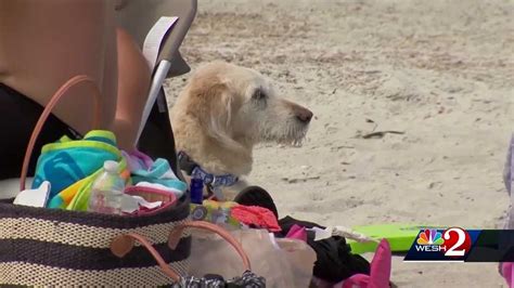 First Dog Beach Opens In Cocoa Beach