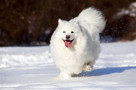 9 Large Dog Breeds That Are White And Fluffy With Videos Not A