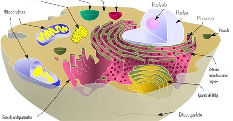 Biología Latina Estructura De Una Célula Eucariota Organélas