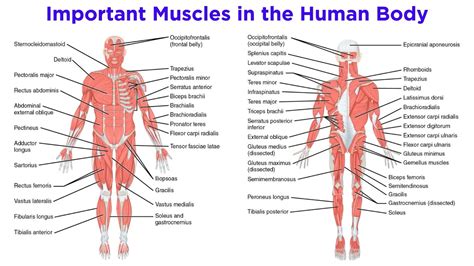 Anatomy Of The Muscular System Laminated Wall Chart With Digital