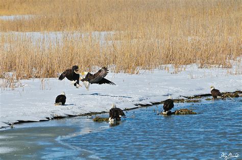 Bald Eagle Battle Photograph By Greg Norrell Fine Art America